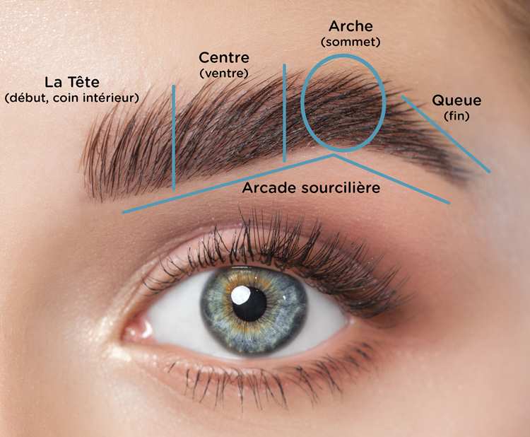 anatomie du sourcil